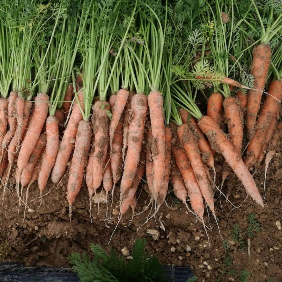 Esempio Carote Naturali