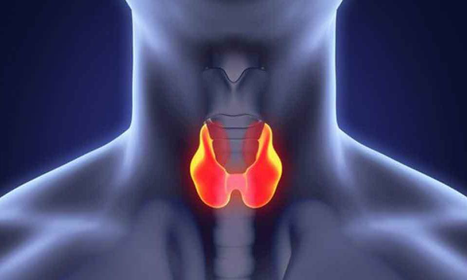 Endocrinologia Latina