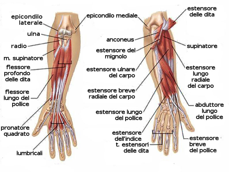 Forearm muscles