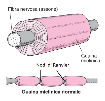 Nervo mediano