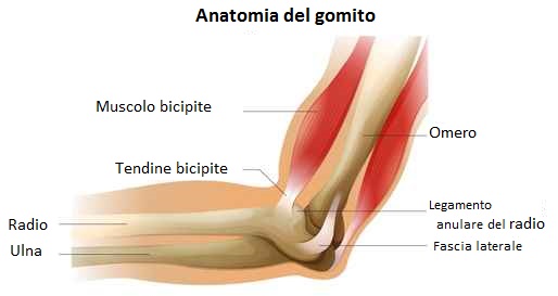 anatomia del gomito