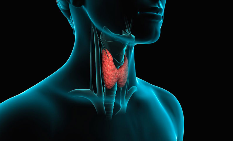 A Che Cosa Serve La Tiroide Tiroide: come funziona, a che serve e come curarla - Fisioterapia Latina