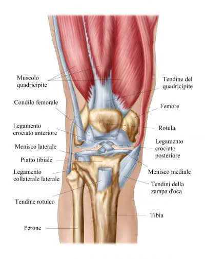 muscoli a sostegno del ginocchio