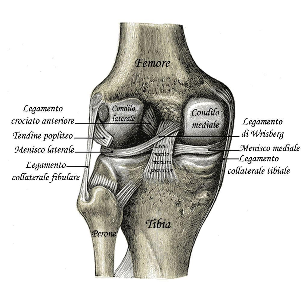 anatomia del ginocchio