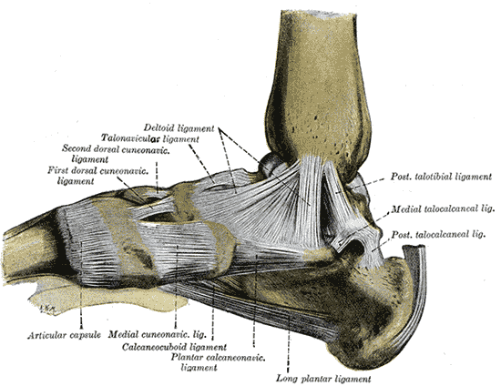 anatomia caviglia